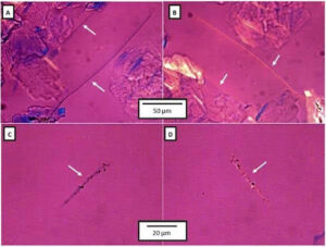 How Asbestos Analysis in Talc Is Performed | USP <901>/<1901> | Hexon
